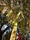 Albizia Lebbeck Royalty Free Stock Photo